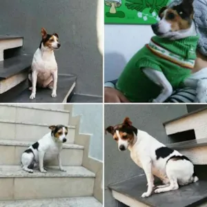 Cachorro raça Fox Paulistinha idade 3 anos nome Nina