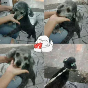 Cachorro raça Poodle idade 3 anos nome Minie