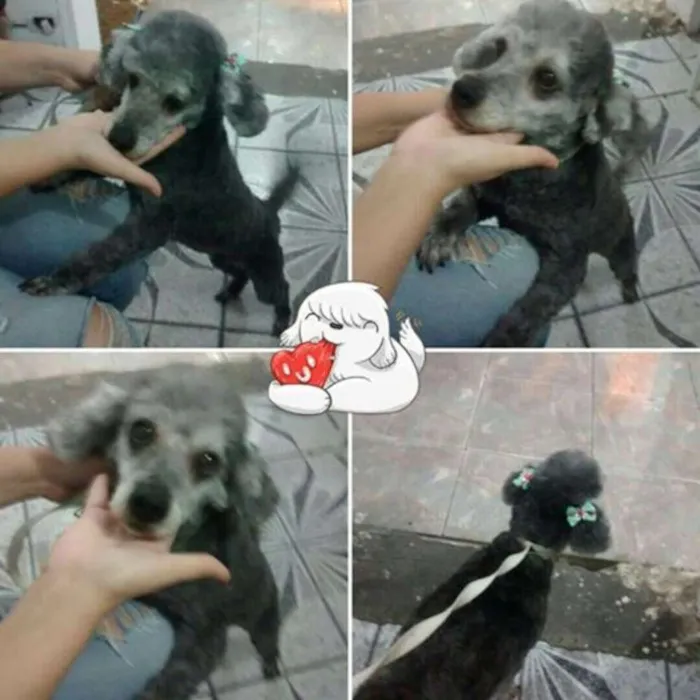 Cachorro ra a Poodle idade 3 anos nome Minie