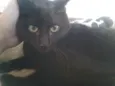 Pretinha