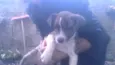 Jollie
