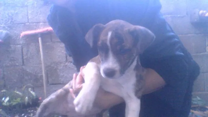 Cachorro ra a Não sei idade 2 a 6 meses nome Jollie