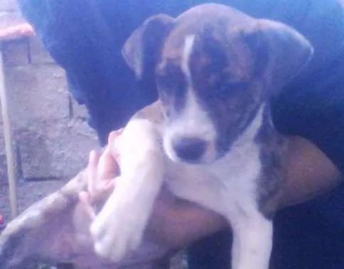 Cachorro ra a Não sei idade 2 a 6 meses nome Jollie