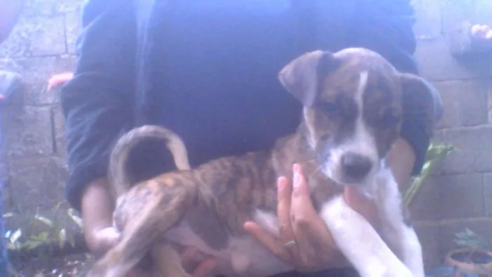 Cachorro ra a Não sei idade 2 a 6 meses nome Jollie