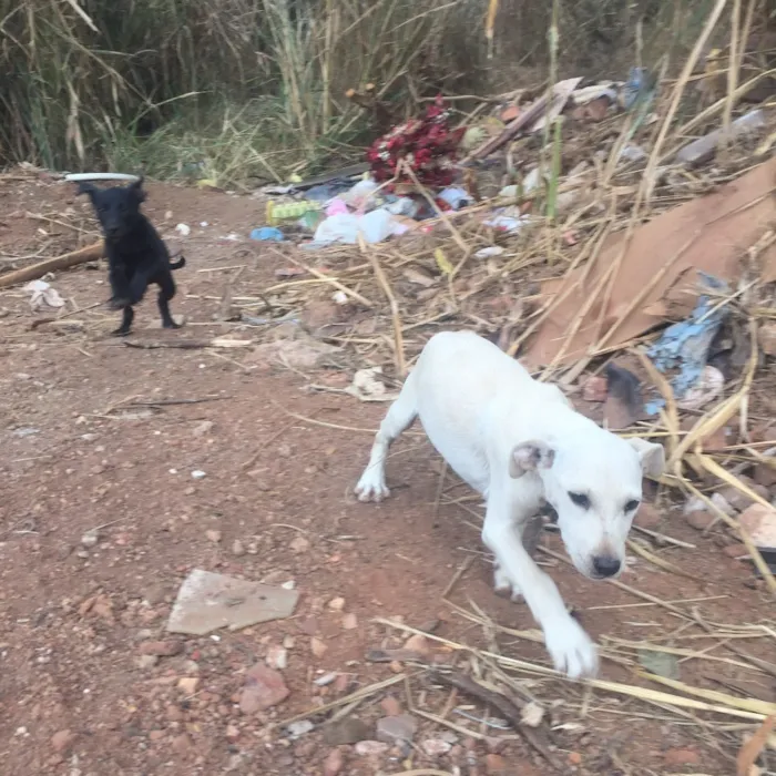 Cachorro ra a Sem raça definida idade Abaixo de 2 meses nome Sem nome