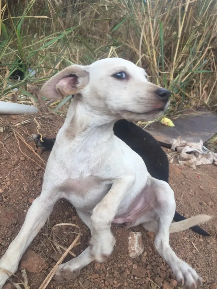 Cachorro ra a Sem raça definida idade Abaixo de 2 meses nome Sem nome