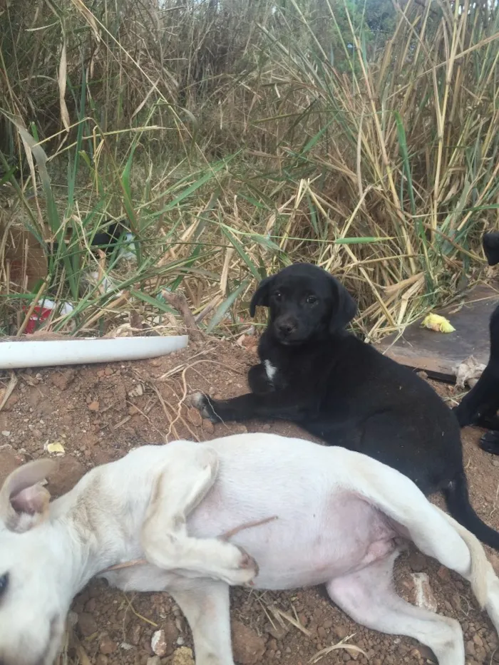 Cachorro ra a Sem raça definida idade Abaixo de 2 meses nome Sem nome