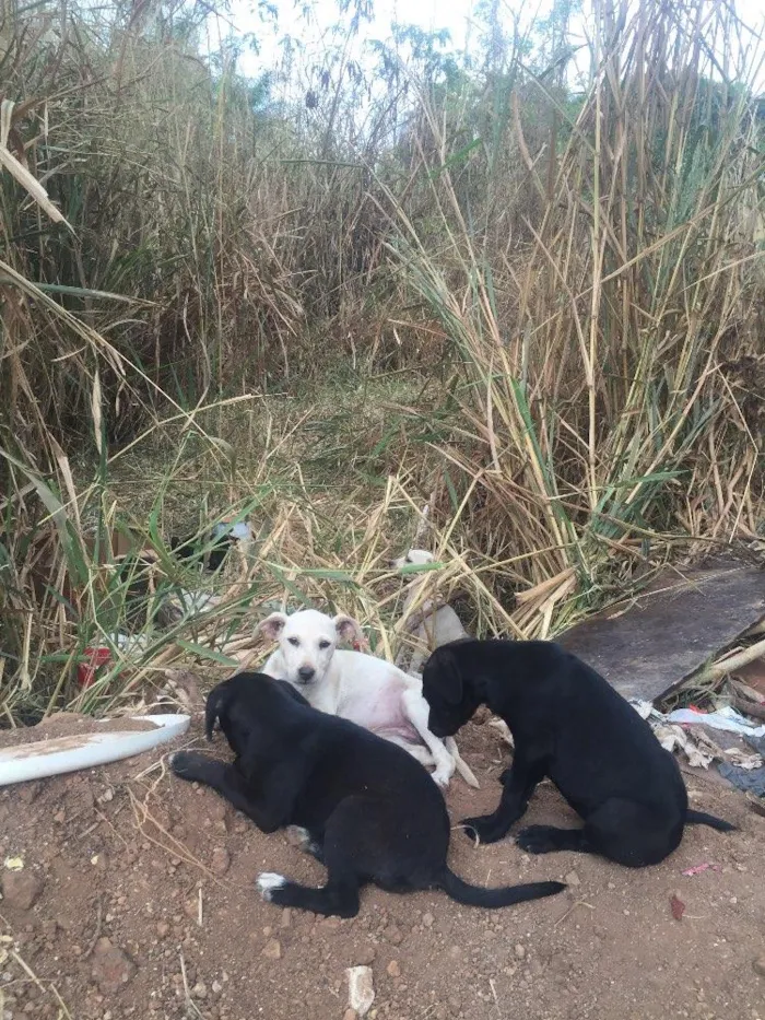 Cachorro ra a Sem raça definida idade Abaixo de 2 meses nome Sem nome
