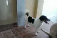 Teo