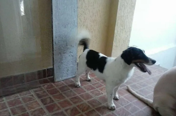 Cachorro raça border collie idade 1 ano nome Teo