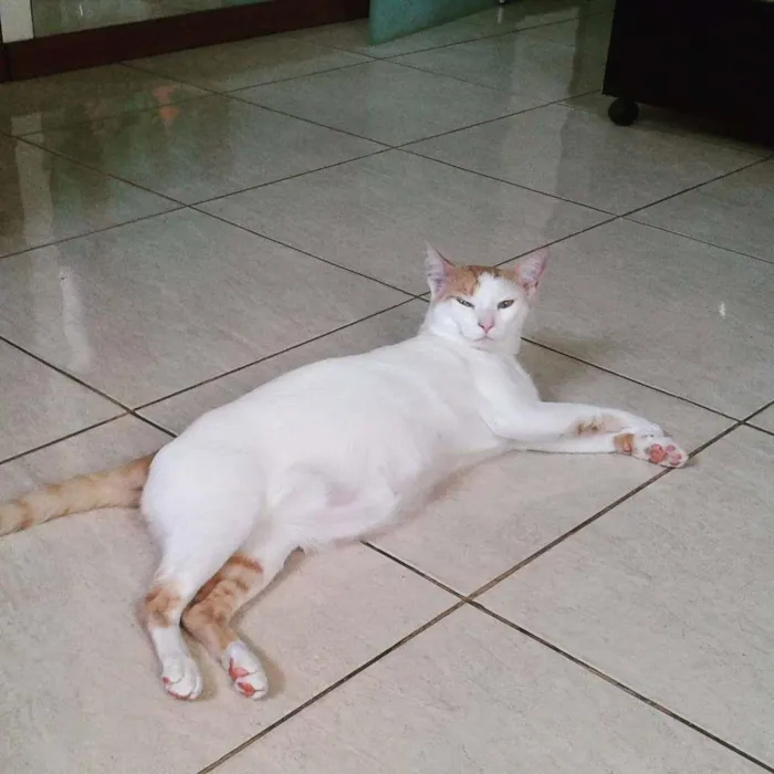 Gato raça Indefinida idade 2 anos nome Sétmus