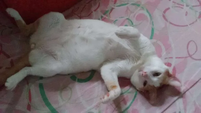 Gato raça Indefinida idade 2 anos nome Sétmus