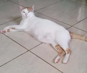 Gato raça Indefinida idade 2 anos nome Sétmus