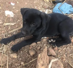 Cachorro raça Sem raça definida idade Abaixo de 2 meses nome Sem nome