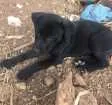 Cachorro raça Sem raça definida idade Abaixo de 2 meses nome Sem nome