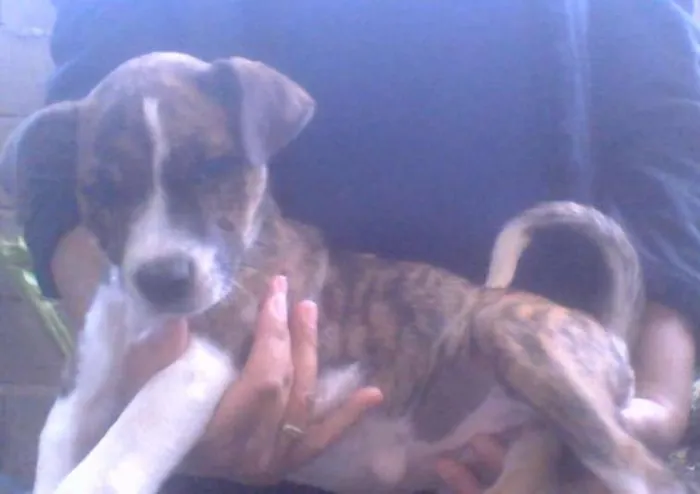Cachorro ra a Não sei idade 2 a 6 meses nome Jollie