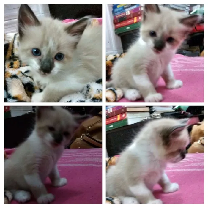 Gato ra a SRD idade Abaixo de 2 meses nome Sem nome