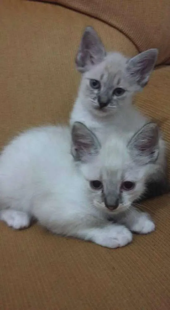 Gato ra a Sem raça  idade Abaixo de 2 meses nome Filhotes (Sem Nome)
