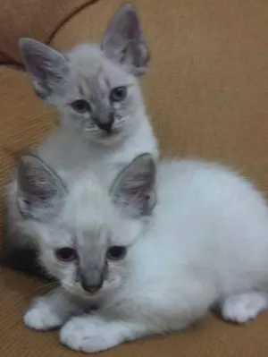 Gato raça Sem raça  idade Abaixo de 2 meses nome Filhotes (Sem Nome)