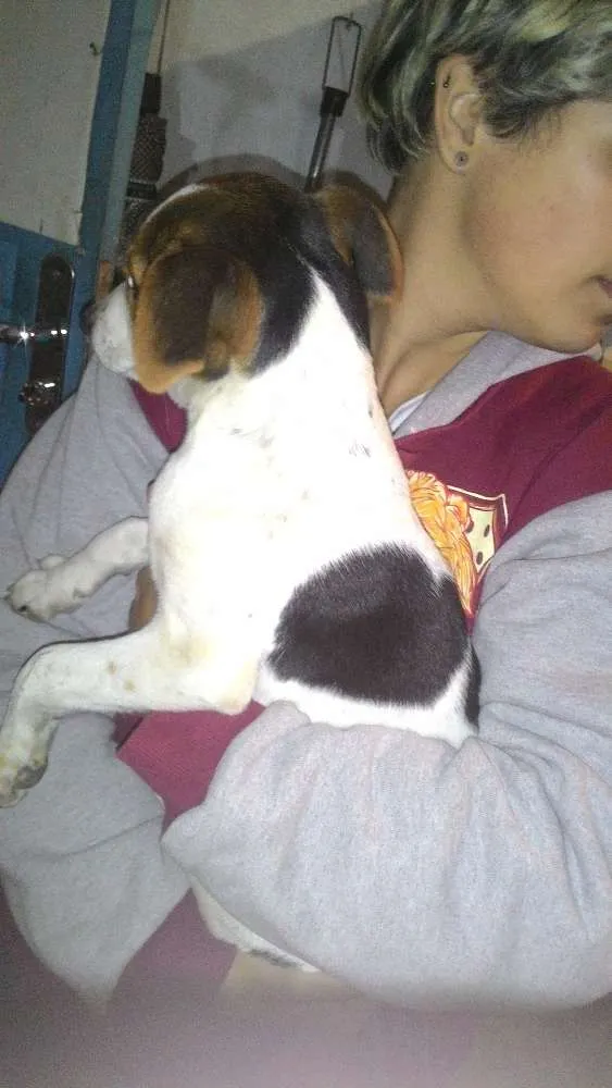 Cachorro ra a SRD idade 2 a 6 meses nome Adote Urgente