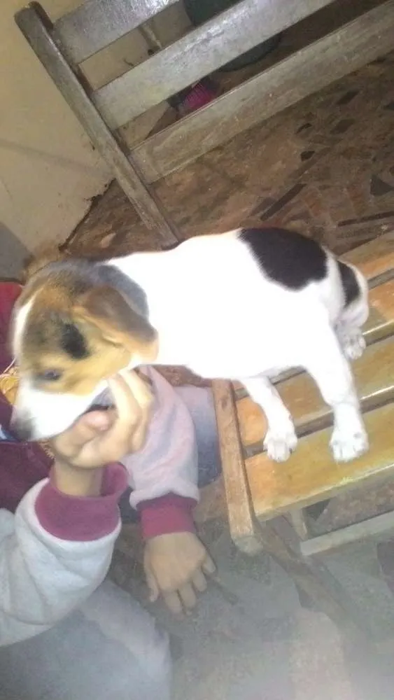 Cachorro ra a SRD idade 2 a 6 meses nome Adote Urgente