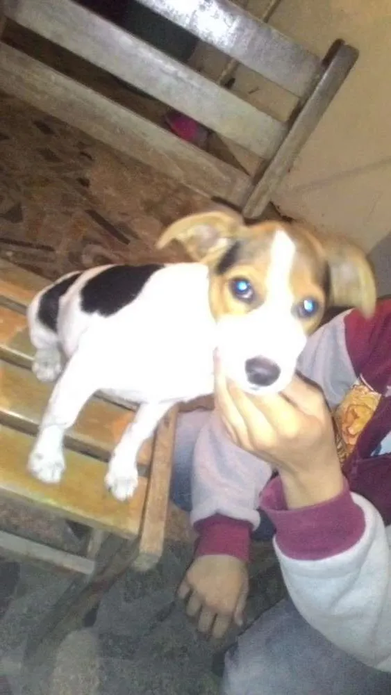 Cachorro ra a SRD idade 2 a 6 meses nome Adote Urgente