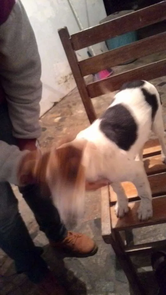 Cachorro ra a SRD idade 2 a 6 meses nome Adote Urgente