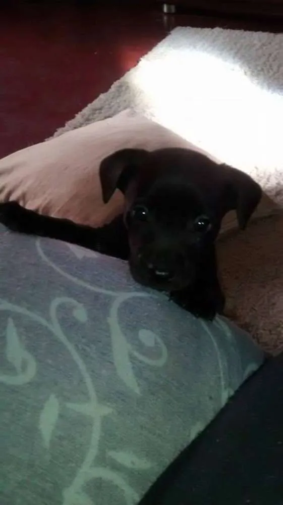 Cachorro ra a Vira-Lata idade Abaixo de 2 meses nome -