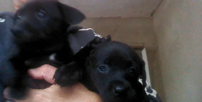 Cachorro ra a Vira-Lata idade Abaixo de 2 meses nome -