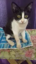 Pitanga