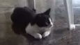 Pitanga