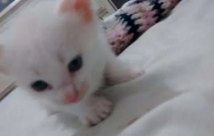 Gato raça vira-lata idade Abaixo de 2 meses nome Yoda