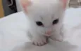 Yoda