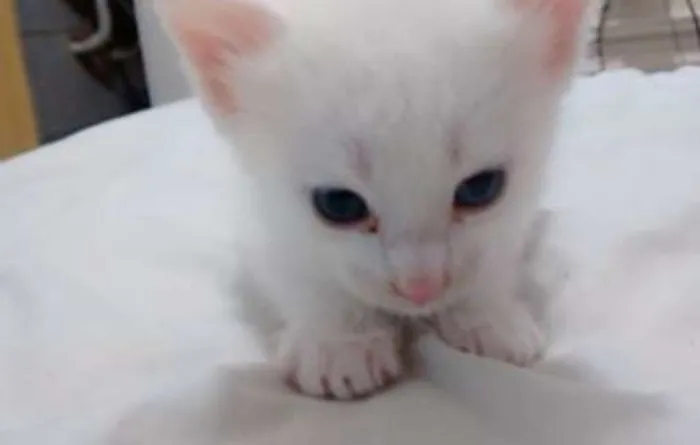 Gato raça vira-lata idade Abaixo de 2 meses nome Yoda