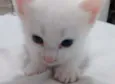 Yoda