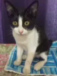 Pitanga