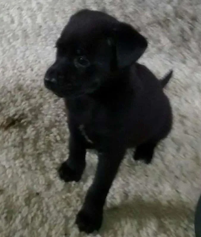 Cachorro ra a Vira-Lata idade Abaixo de 2 meses nome -
