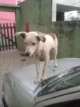 Branquinha