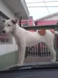 Branquinha
