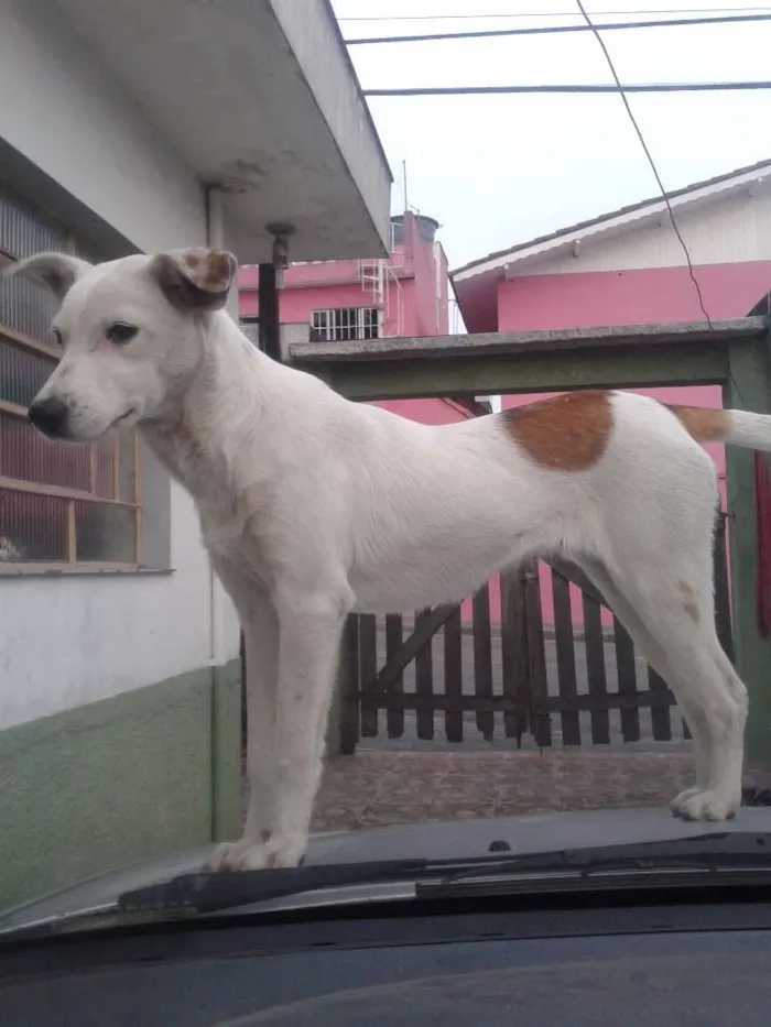 Cachorro ra a sem raça idade 1 ano nome Branquinha
