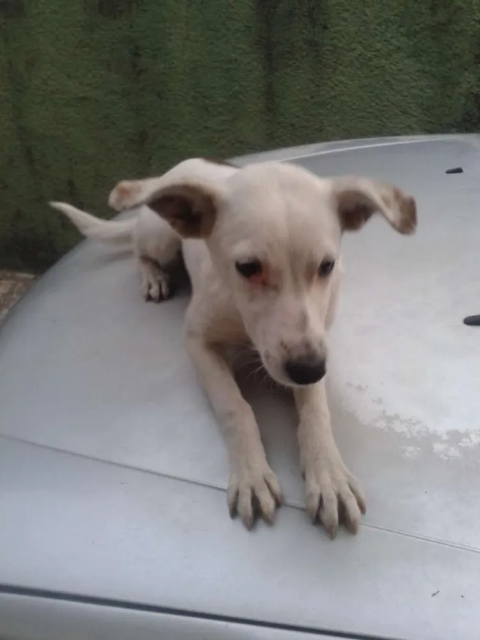 Cachorro ra a sem raça idade 1 ano nome Branquinha