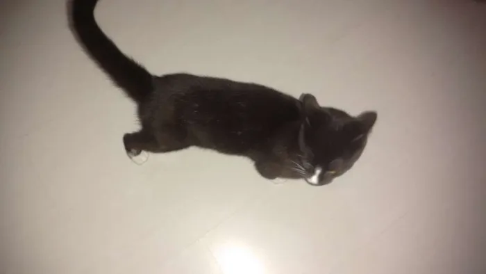 Gato ra a Mestiço  idade 7 a 11 meses nome Frajola