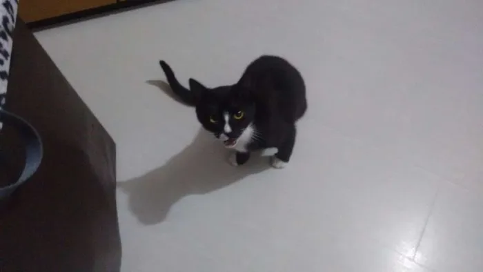 Gato ra a Mestiço  idade 7 a 11 meses nome Frajola