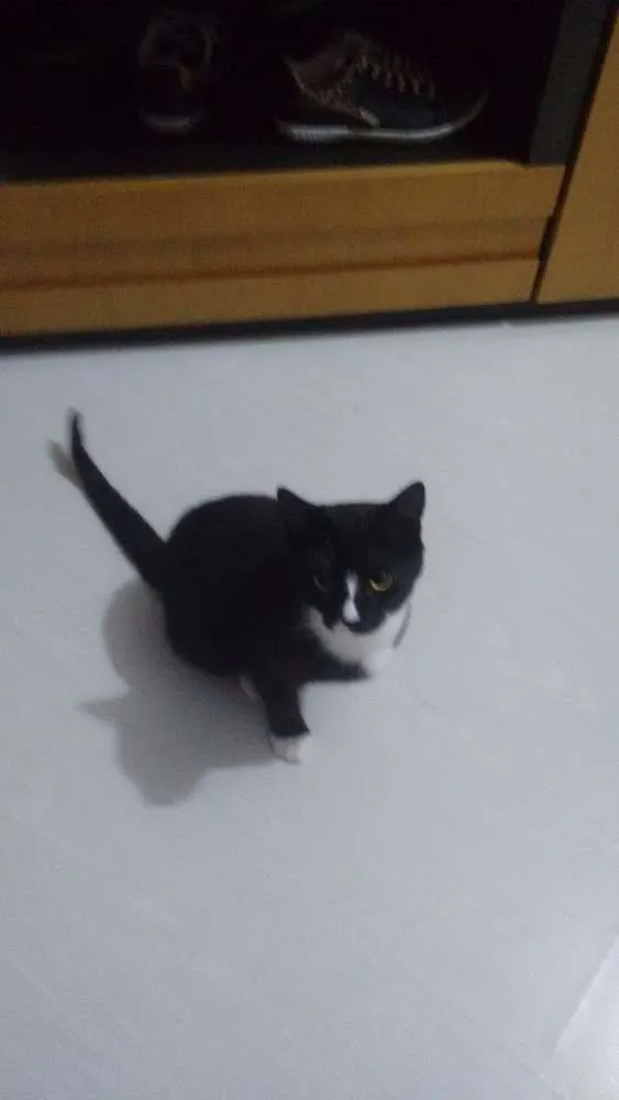 Gato ra a Mestiço  idade 7 a 11 meses nome Frajola