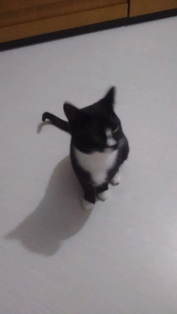 Gato ra a Mestiço  idade 7 a 11 meses nome Frajola
