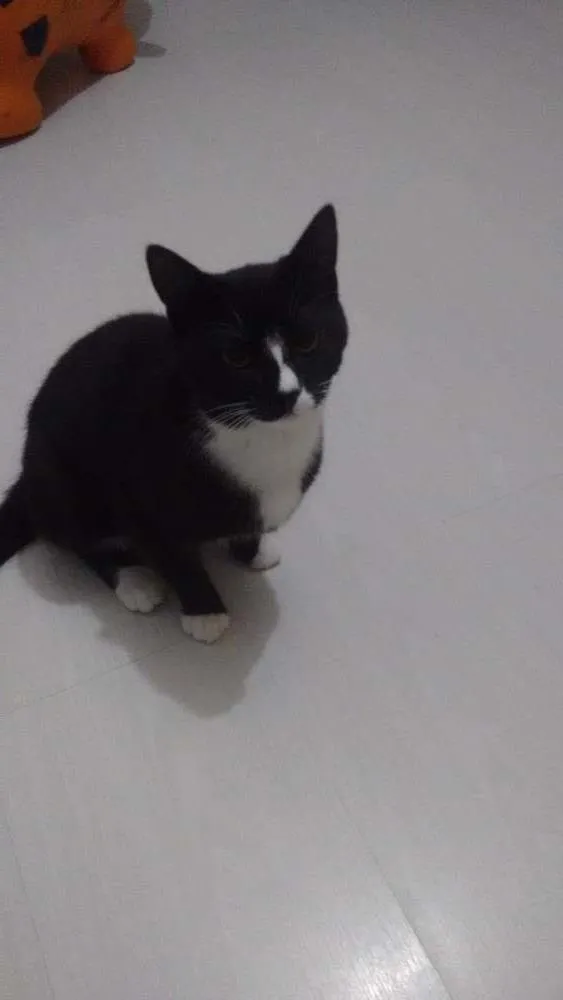 Gato ra a Mestiço  idade 7 a 11 meses nome Frajola