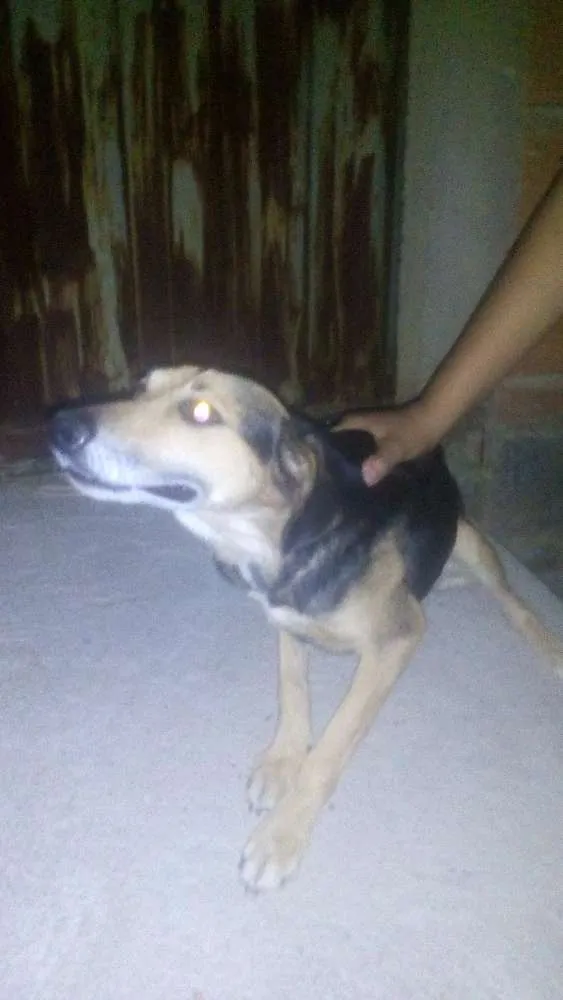 Cachorro raça SRD idade 6 ou mais anos nome Max e Pedrita
