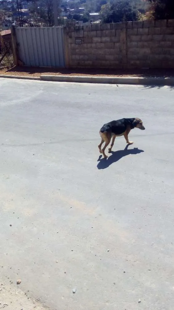 Cachorro raça SRD idade 6 ou mais anos nome Max e Pedrita