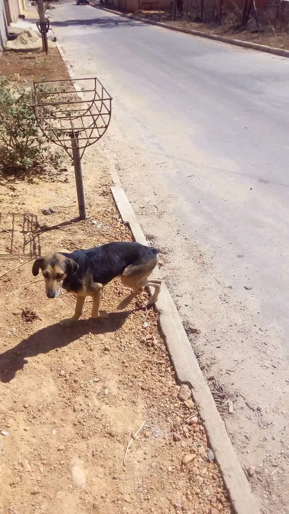 Cachorro raça SRD idade 6 ou mais anos nome Max e Pedrita