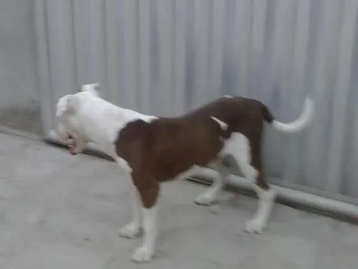 Cachorro raça pitbull idade 2 anos nome hulk